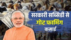 सरकारी सब्सिडी से शुरू करें कमाई का धंधा! Goat Farming से लाखों कमाने का मौका – Goat Farming 2026